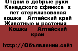 Отдам в добрые руки  Канадского сфинкса 2х лет стерилизованая кошка - Алтайский край Животные и растения » Кошки   . Алтайский край